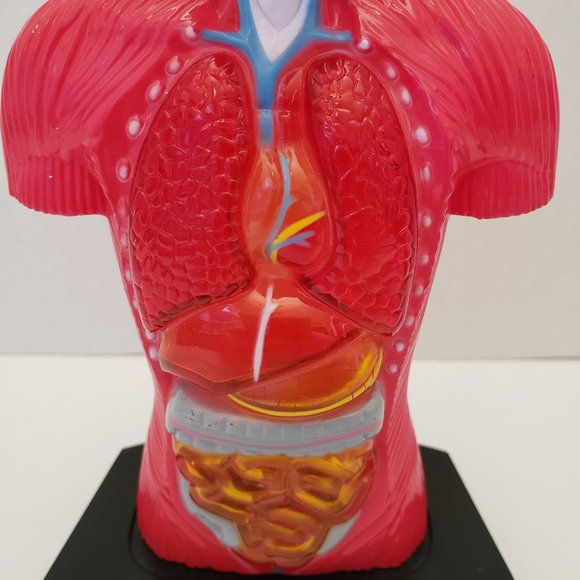 Medical Training Aid Torso Decor - Picture 5 of 9